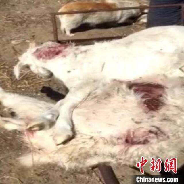 被咬断脖颈致死的羊。齐齐哈尔市公安局供图