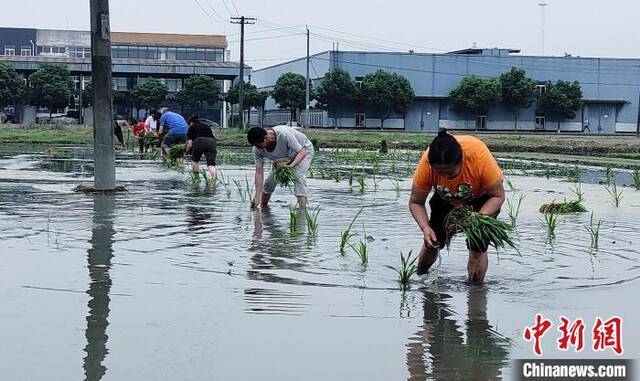 5月12日，成都市新都区农民在稻田里插秧。王鹏摄