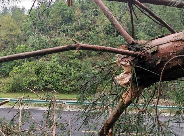 5月10日晚，受强对流天气影响，贵州省绥阳县郑场镇小关乡杉树坪大树被拦腰吹断。