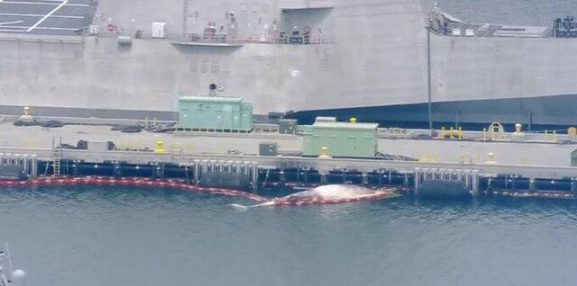 澳军舰导弹试射结束停靠美军港口后 两头濒危鲸鱼尸体从船体下方浮出海面