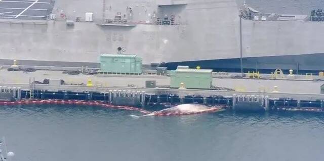 震惊一幕！澳军舰下方浮出两具濒危鲸鱼尸体