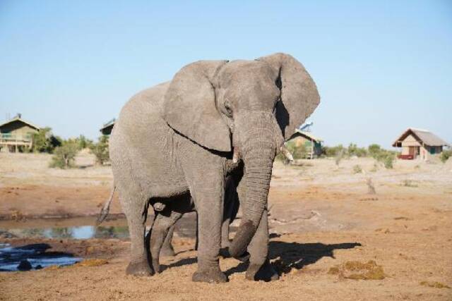 你好非洲  这些无处安放的大象㞎㞎，竟然可以……
