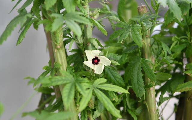 实验室里种植的红麻正在开花。新京报记者王颖摄