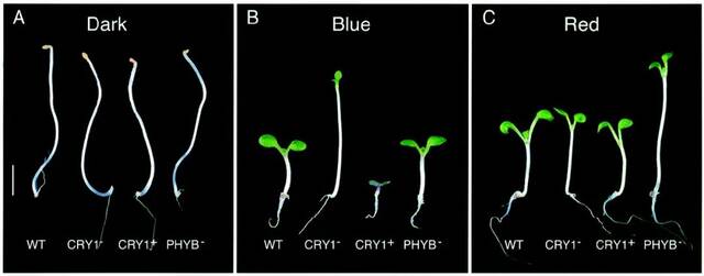 解密植物＂眼睛＂感光机制！上海师大团队在Plant Cell发文