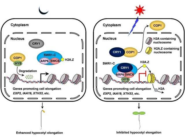 解密植物＂眼睛＂感光机制！上海师大团队在Plant Cell发文