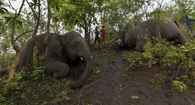 印度东北部阿萨姆邦纳加奥恩市18头大象被雷电击中身亡