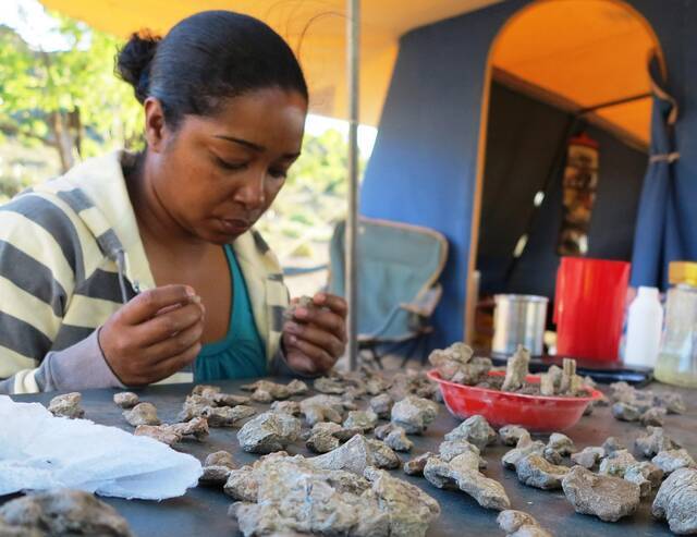 南非开普敦Iziko博物馆的藏品经理Zaituna Skosan在卡鲁盆地的野外工作中把一块破碎的化石粘在一起。