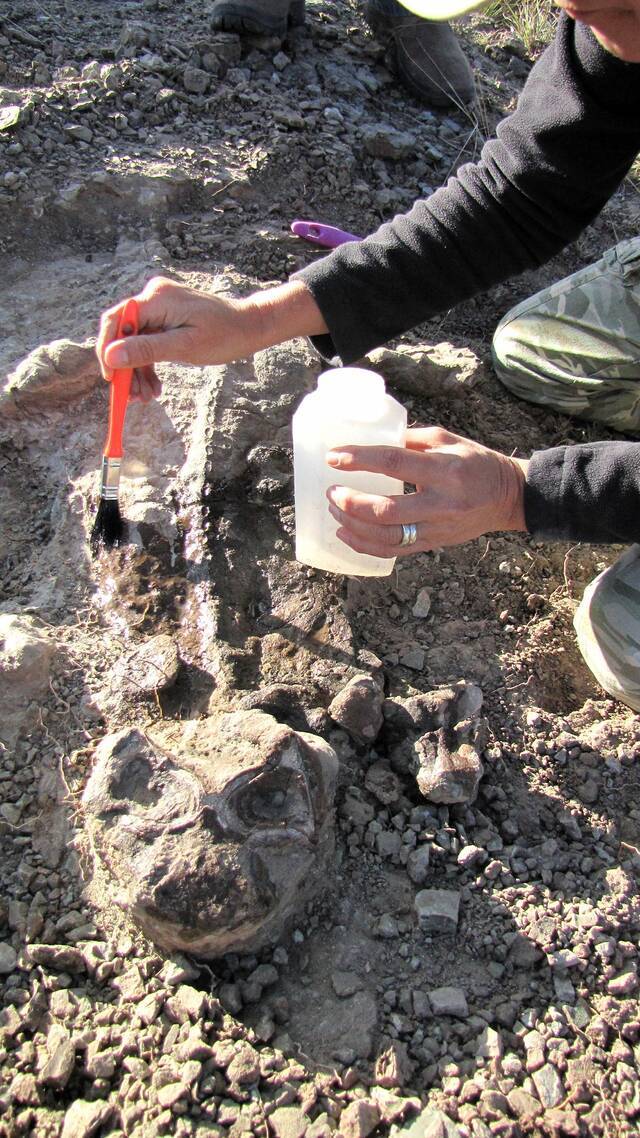 在南非卡鲁盆地的野外工作中收集到了二齿龙的化石，这是一种在二叠纪末期大灭绝事件中幸存下来的哺乳动物亲属。