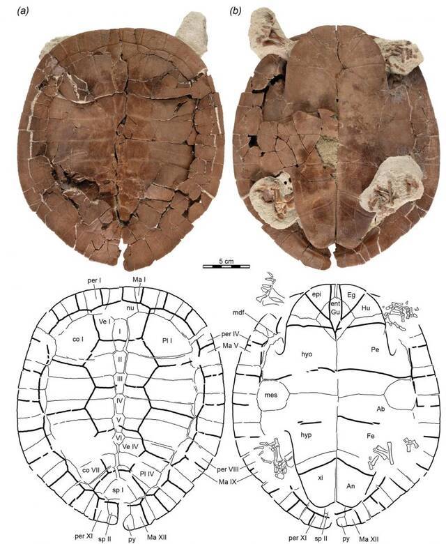马达加斯加发现白垩纪晚期的海龟新物种化石——Sahonachelys mailakavava
