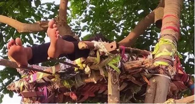 印度一青年新冠阳性后在树上搭竹床隔离，住了十天才下来