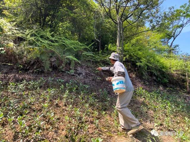 祝财松在第一次见到豹子的茶田。新京报记者肖薇薇摄