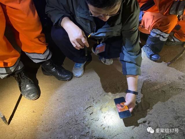 5月11日，山路上发现两个清晰的、新鲜的梅花状爪印，野生动物世界的专家在进行比对。新京报记者肖薇薇摄