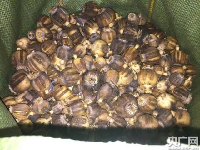 2018年7月，云南腾冲查获1.5吨走私毒品罂粟壳。