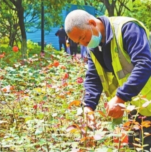 爱花市民“520”可来领取扦插枝条