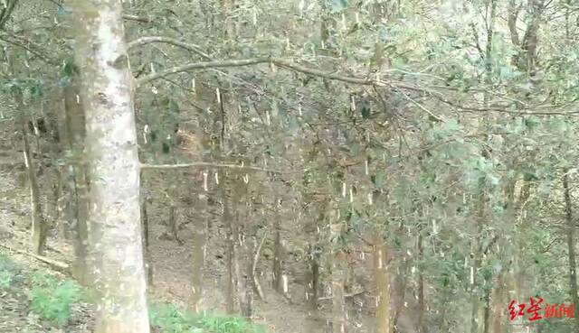 ↑受访者提供的视频截图显示，当地八角树上布满了八角尺蠖幼虫。
