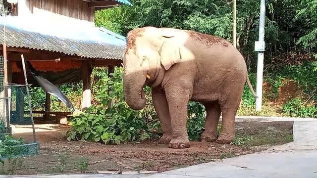 云南勐海收容肇事野象一头 目前大象体征一切正常