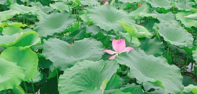 今日小满，正值农林好时节