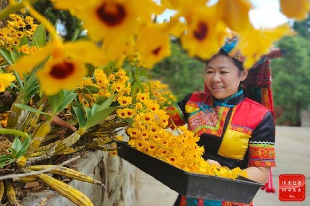 作为中医药材的石斛花在小满时节相继开放。云南省龙陵县的农户忙着采摘黄澄澄的石斛花，脸上洋溢着收获的喜悦。（云南省龙陵县纪委监委供王龙芹摄）