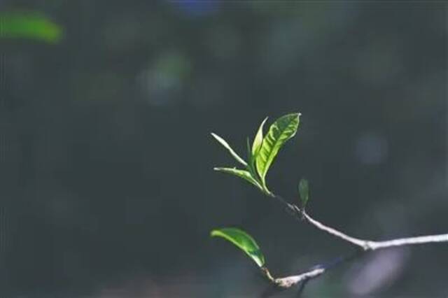 野生海南大叶种的嫩芽。海南日报记者陈耿摄