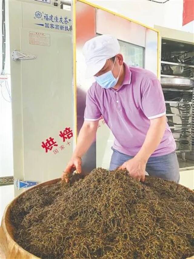 经多道工序制成的海南大叶种红茶。海南日报记者陈耿摄