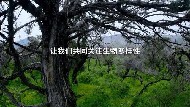 全球连线 （保护生物多样性）物·声