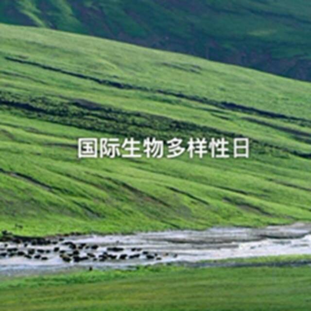 全球连线 （保护生物多样性）物·声