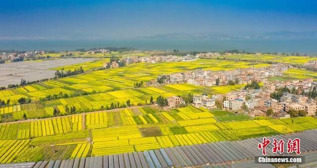 资料图：油菜花洒满了滇池南岸。李雪艳摄