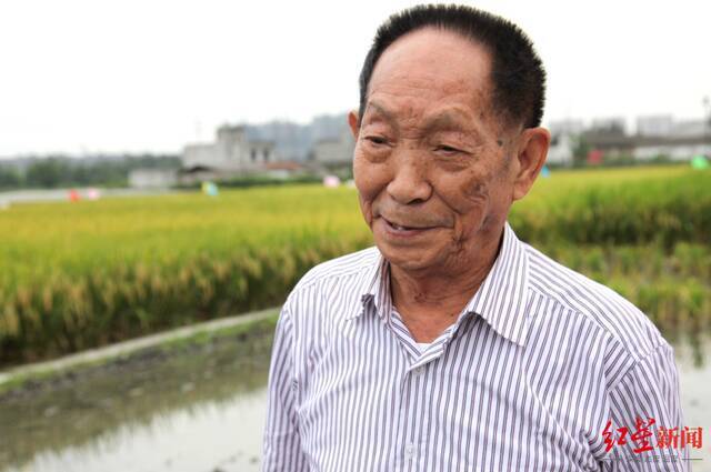不会退休的袁隆平，生病前在海南三亚基地为观察水稻生长每天都下地
