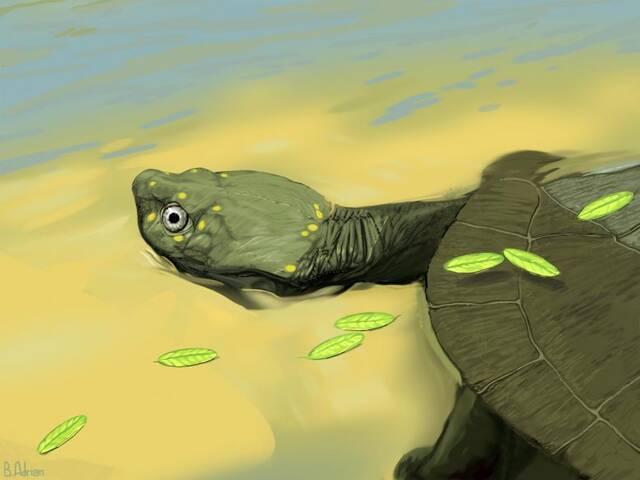 发现古龟新物种Pleurochayah appalachius：侧颈龟或于1亿至9400万年前迁徙到北美
