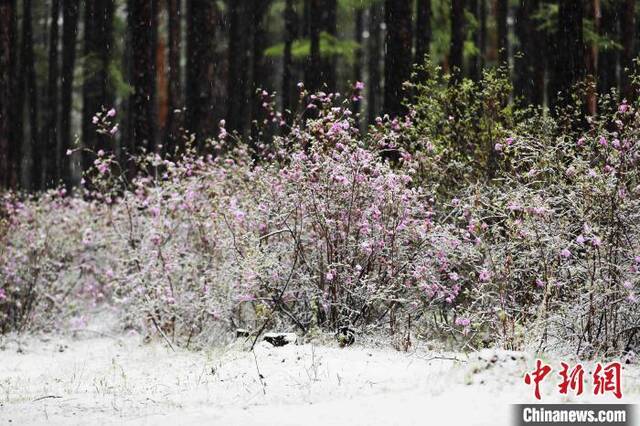 兴安杜鹃在白雪的映衬下更加艳丽。王景阳摄