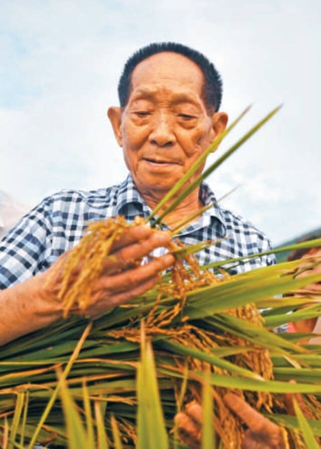 袁隆平在查看水稻生长情况。新华社记者陆波岸摄