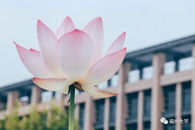 小福夜话 永远鲜活在夏天的风里