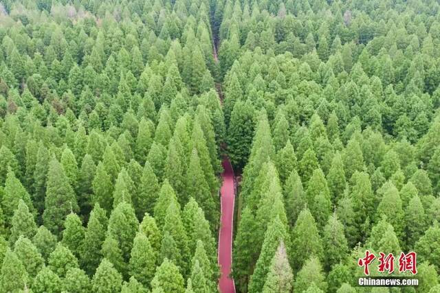 资料图：航拍江苏盐城东台黄海森林公园初夏好时光，整齐划一的树木组合成一幅美妙绝伦的湿地长廊风景画。泱波摄