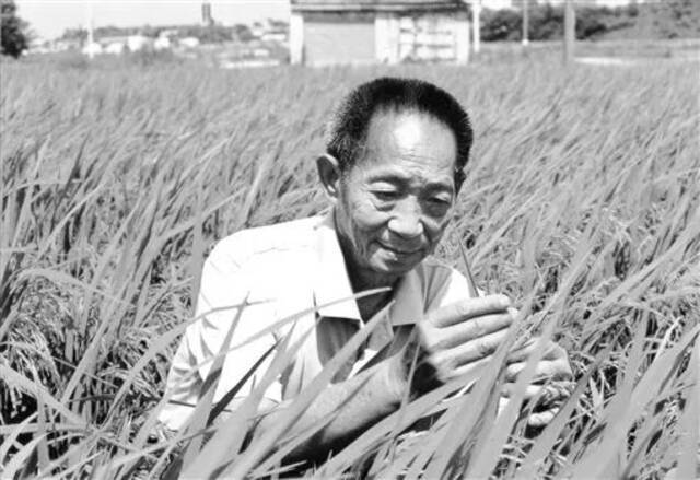 ▲袁隆平一生致力于杂交水稻技术的研究、应用与推广，发明“三系法”籼型杂交水稻，成功研究出“两系法”杂交水稻，创建了超级杂交稻技术体系。王精敏摄