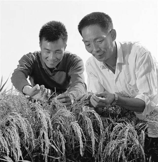 ▲1976年，袁隆平（右）与同事李必湖在观察杂交水稻生长情况。新华社记者摄