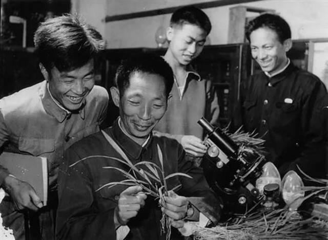 ▲上世纪80年代初，袁隆平（左二）在安江农校研究杂交水稻。通讯员摄