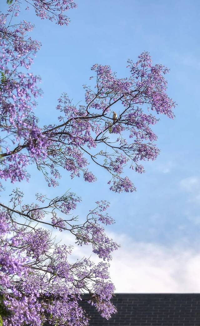 太惊艳了吧！在川大，有种美叫蓝花楹开了！