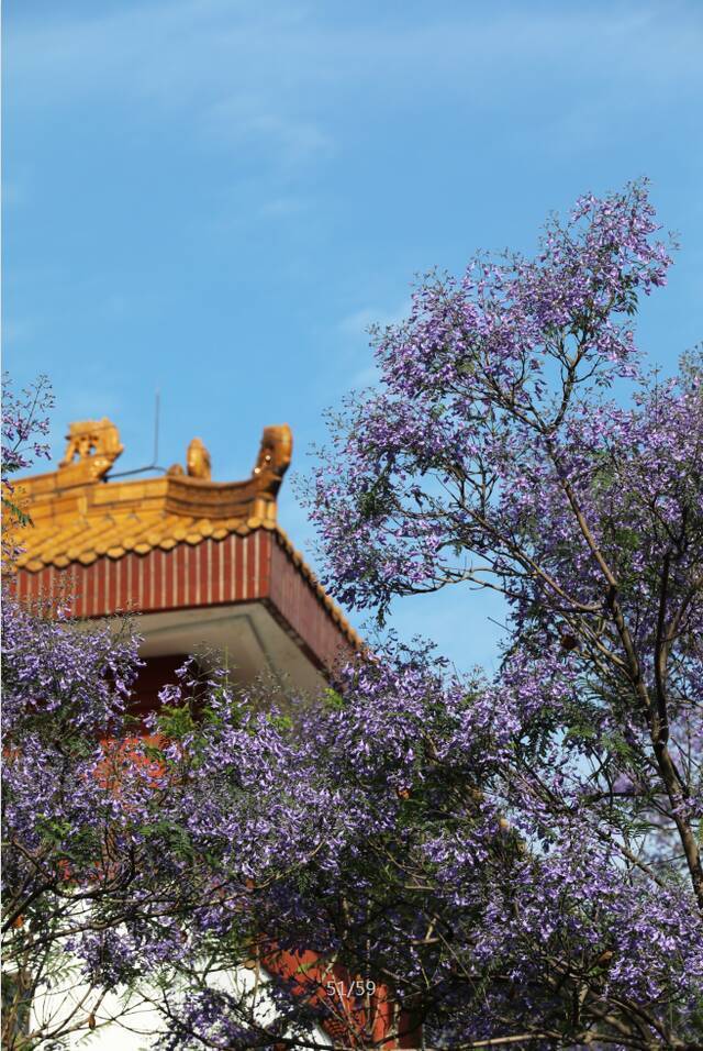 太惊艳了吧！在川大，有种美叫蓝花楹开了！