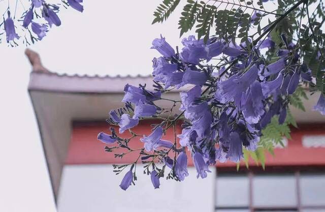 太惊艳了吧！在川大，有种美叫蓝花楹开了！