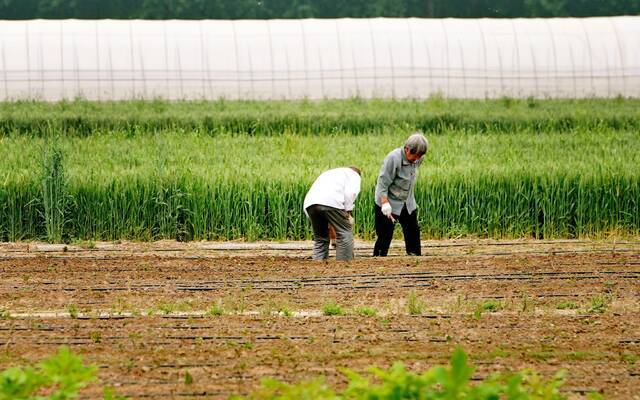通州国际种业科技园区也为周边村民提供了4000个农民工岗位。新京报记者王巍摄
