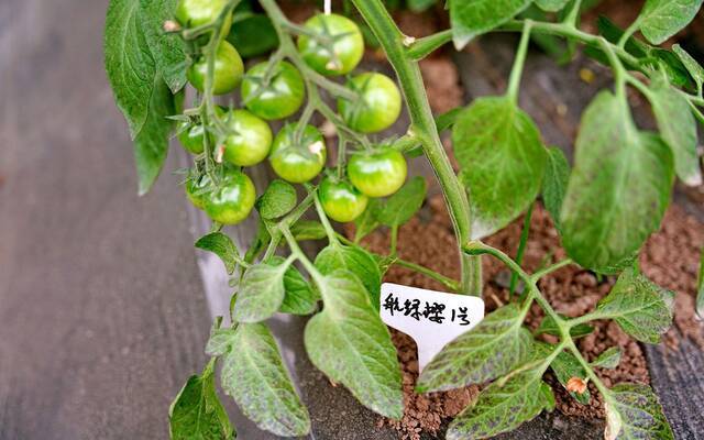 航天育种示范基地里的小番茄快要成熟了，再过十来天，来自全国各地的“追种人”将走进大棚，挑选番茄种子。新京报记者王巍摄