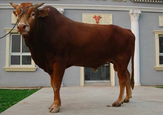 张青云公司培育的鲁西黄牛。受访者供图