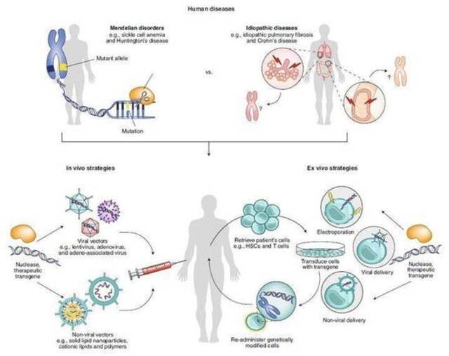 基因编辑治疗手段简图
