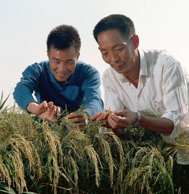 1976年，袁隆平（右）与同事李必湖在观察杂交水稻生长情况。新华社图