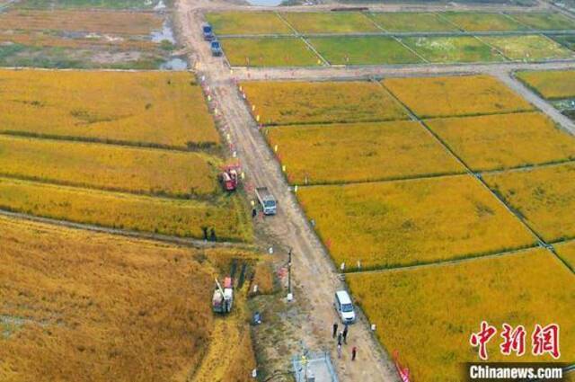 位于山东省青岛市城阳区的稻作改良示范基地。王海滨摄