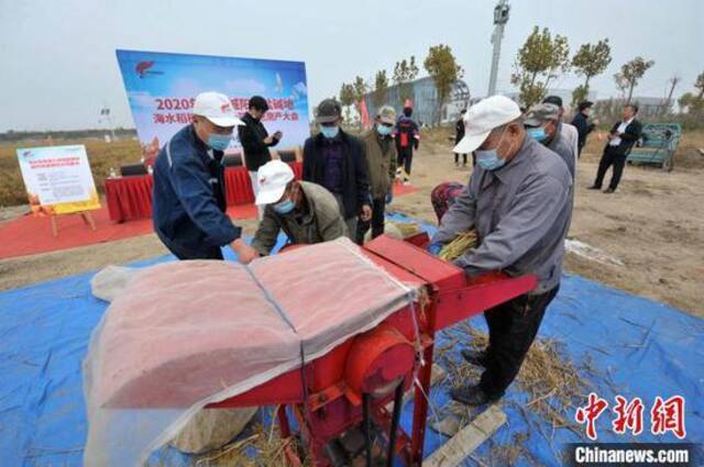 工人正在为海水稻脱粒测产。王海滨摄