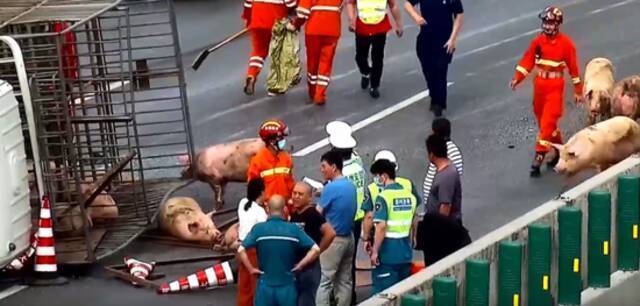 30头猪大闹郑州绕城高速 3人受伤 车辆排队5公里