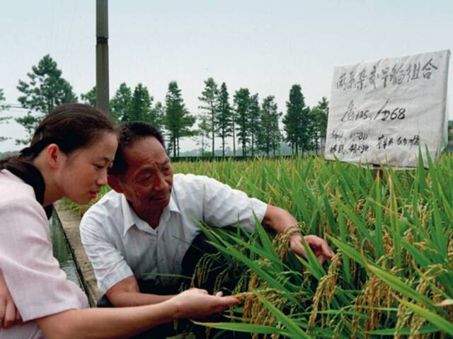·袁隆平、辛业芸在两系杂交早稻试验田里观察稻谷情况。