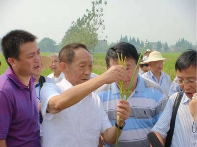 袁隆平院士在安徽芜湖考察水稻种植