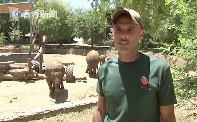 以色列防空警报响起 数头大象围成一圈保护小象